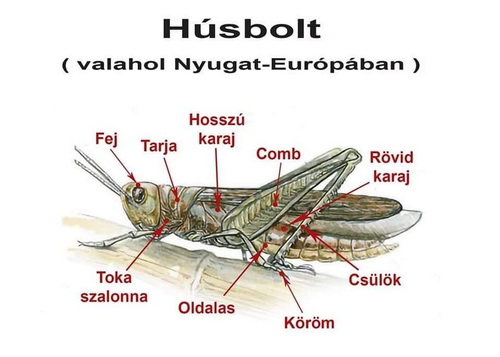 szöcske részei-dobó népe-500